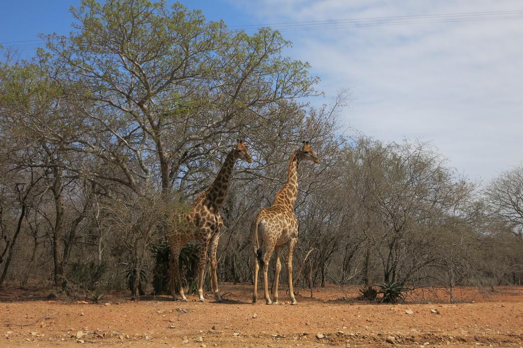 Treetops Marloth Park Εξωτερικό φωτογραφία
