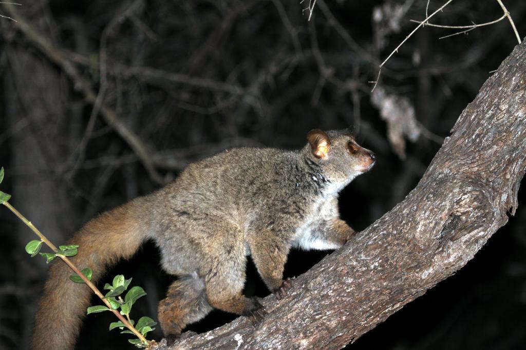 Treetops Marloth Park Εξωτερικό φωτογραφία