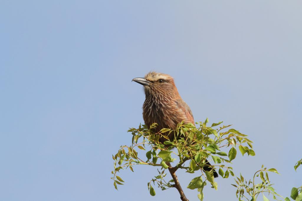 Treetops Marloth Park Εξωτερικό φωτογραφία