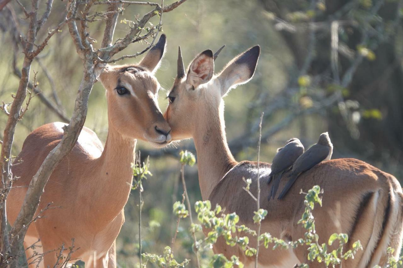 Treetops Marloth Park Εξωτερικό φωτογραφία